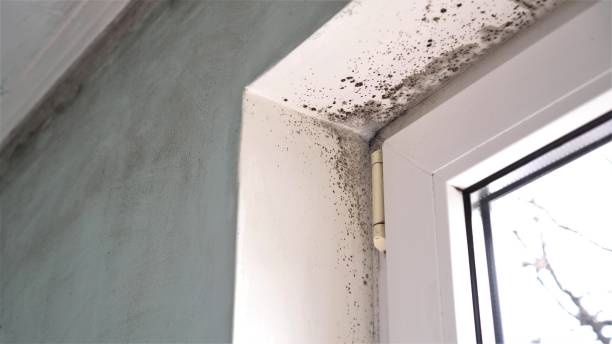 Best Toxic Mold Removal  in South Lake Tahoe, CA