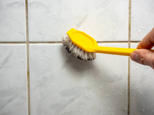 Best Mold Cleaning Services  in South Lake Tahoe, CA