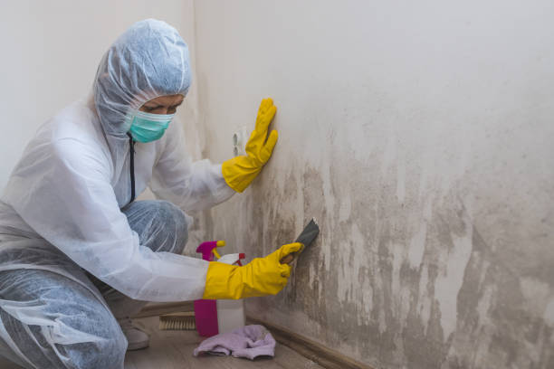Best Office Mold Removal Services  in South Lake Tahoe, CA