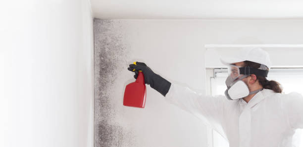 Best Mold Damage Repair  in South Lake Tahoe, CA