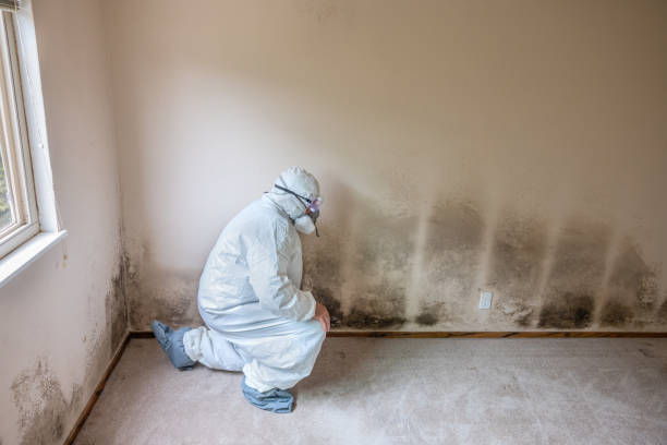 Best Residential Mold Removal  in South Lake Tahoe, CA